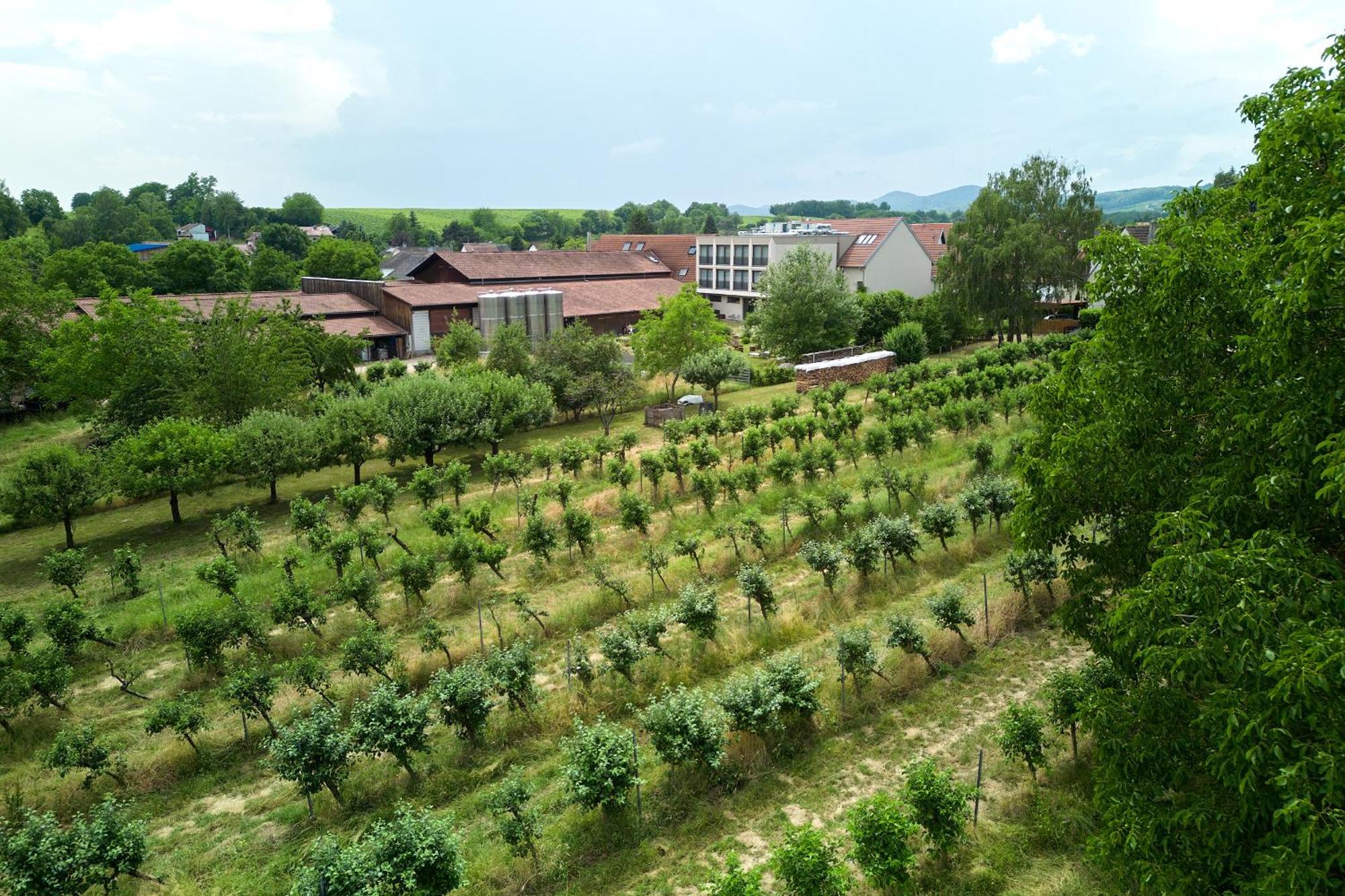 Weinhotel Fritz Walter Niederhorbach Dış mekan fotoğraf